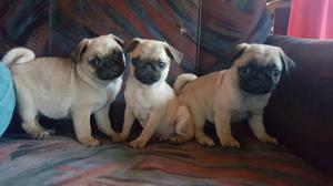 Hermosos pug machitos