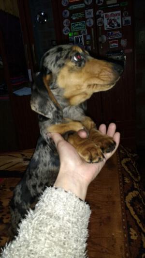 Salchicha dachshund hembra 3 meses