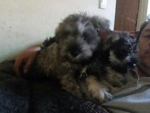 Schnauzer mini.machito