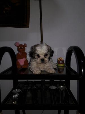 Shitzumini mini vacunado