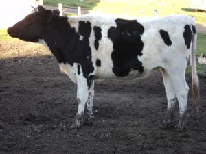 vaquilla holando pura cervida 7 meses de toro bradford