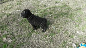 Cachorros shar pei