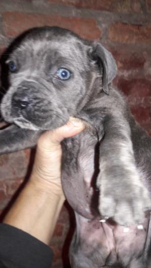 Cane corso gris con pedrigue