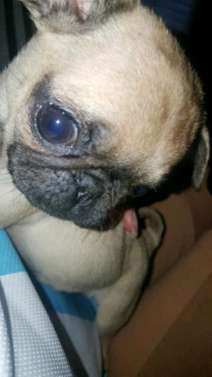 Pug CARLINOS cachorros