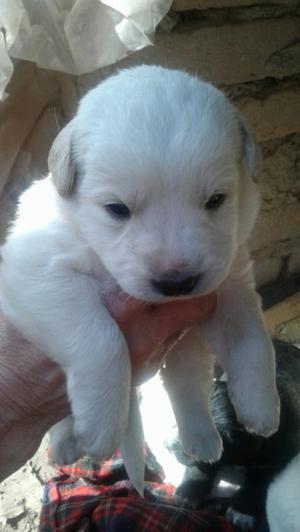 Regalo perritos 45'dias