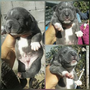 Vendo pitbull 6