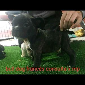 Bulldog francés disponible con papeles