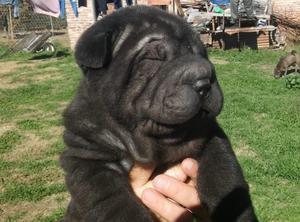 Cachorritos sharpei hermosos