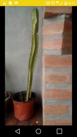 Cactus aprox 60 cm
