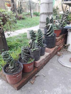 Plantas de cactus tirabuzon