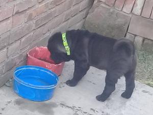 Cachorra sharpei lengua azul