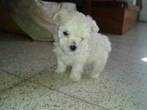 MICRO CANICHE TOY BLANCO Y CANELA