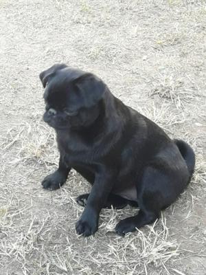 Pug carlino hembra permuto x 2 salchichas mini hembras