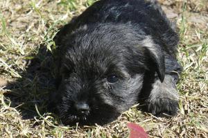 SCHNAUZER Minin S Y P --ENTREGA 16 DE AGOSTO