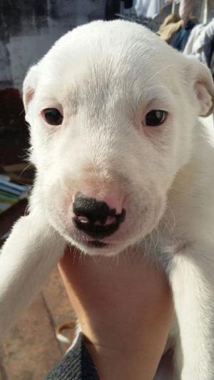 hermosos cachorritos 2 meses