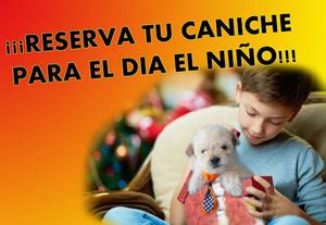 CANICHE MICRO BLANCOS PARA DIA DEL NIÑO !! TARJETAS/ENVIOS