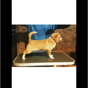 Cachorro Chihuahua macho