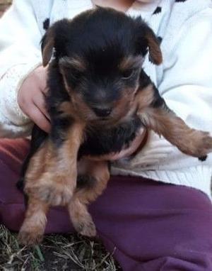 Cachorro Yorkshire Terrier