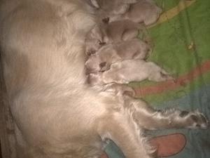 Golden retriever cachorros