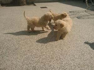 Cachorros Golden Retriever