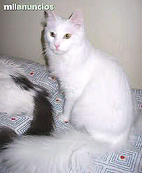 Gatitos angora turco