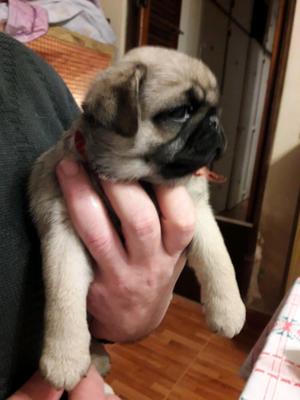 Ultimas hembritas pug