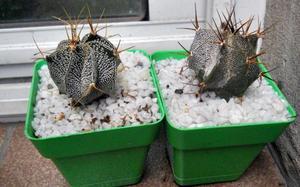 CACTus ASTROPHYTUM ORNATUM O CACTUS ESTRELLA maceta 8