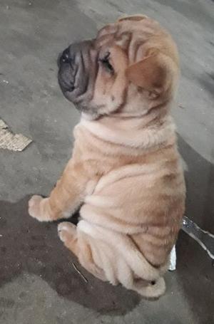 Cachorros shar pei