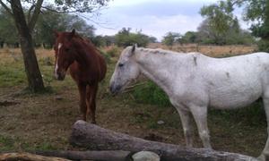 vendo caballo mansito para defile oferta 6 mil pesos