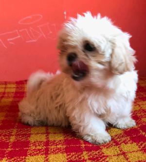 Vendo hermosa shih tzu hembra blanca mini escucho ofertas