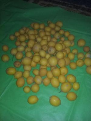 Vendo limones permuto organicos