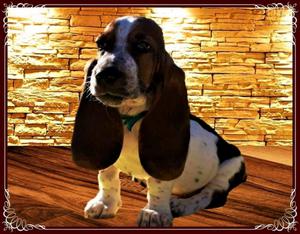 BASSET HOUND M.