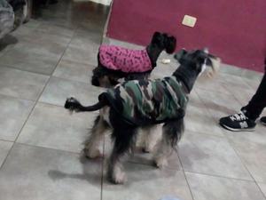 Cachorros schnauzer mini