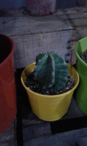 Cactus espiralado gigantes