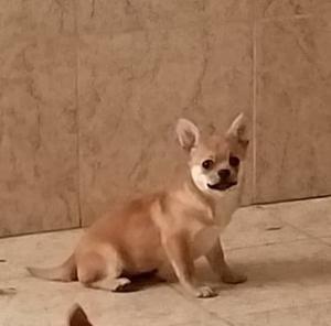 Chihuahua hembra lista para entregar