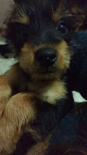 Regalo perrita hembra cruza pinscher con yorkshire