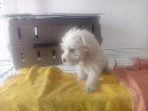 Schnauzer miniatura varios colores