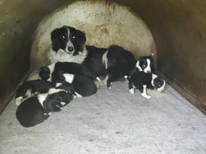 vendo cachorros border collie