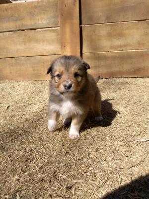 Border Collie. Tunuyan