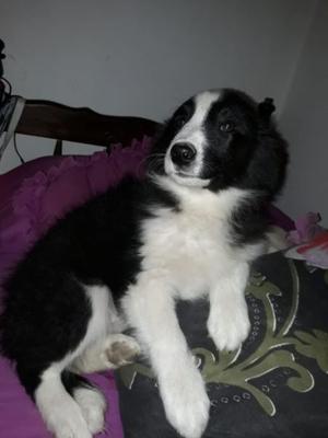 Liquido hembra border collie