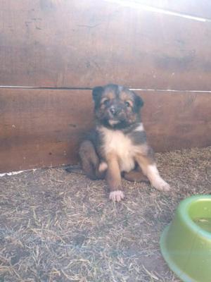 Border Collie Cachorros