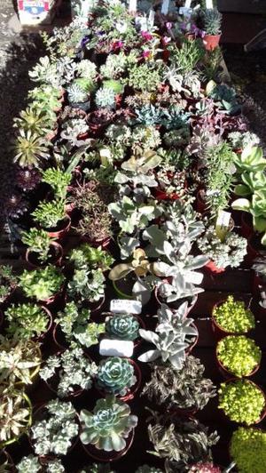 Cactus y crasas, plantas e insumos en general