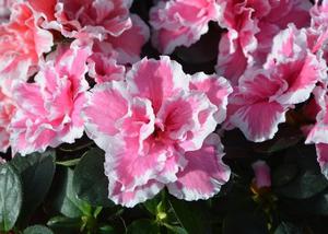 Hermosas azaleas dobles.