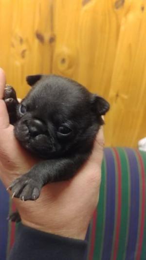 VENDO HEMBRITA PUG CARLINO NEGRITA!!!