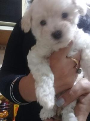 Vendo caniche Machito¡¡