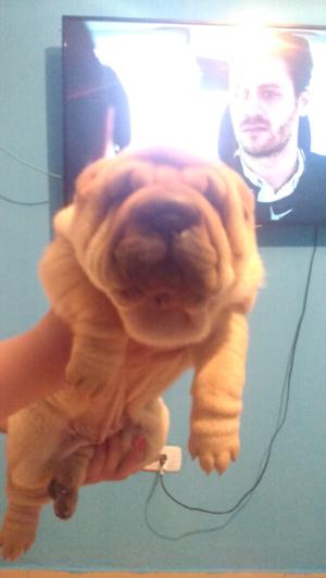 Vendo excelente shar pei