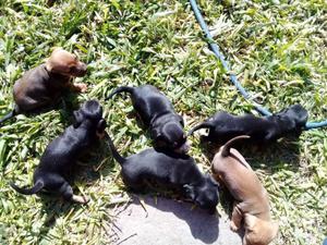 Vendo perritos salchichas mini