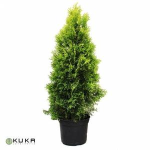 Árbol de Navidad - Thuja Smaragd Thuja Smaragd