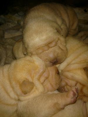 Cachorras shar pei