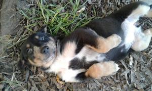 Cachorritos cruza BORDER COLLIE en ADOPCIÓN